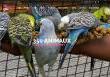 Animal Park of Lussas