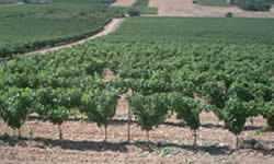 De wijngaarden van de Ardèche